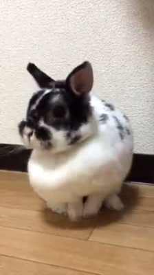 Rabbit Cleaning Large Dewlap