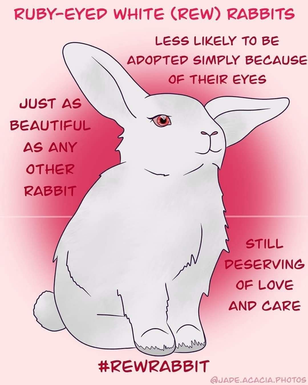 Rabbit Treat/Food Image