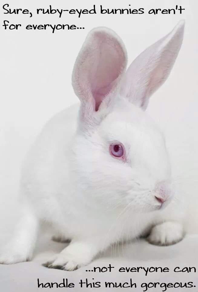 Rabbit Treat/Food Image