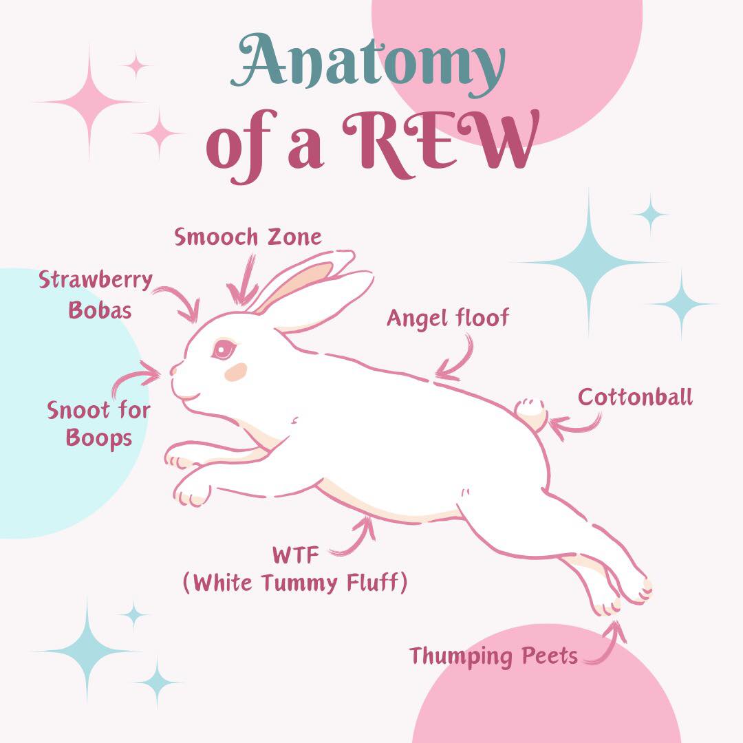 Rabbit Treat/Food Image