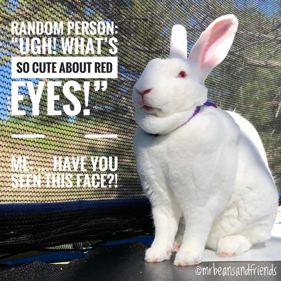 Rabbit Treat/Food Image